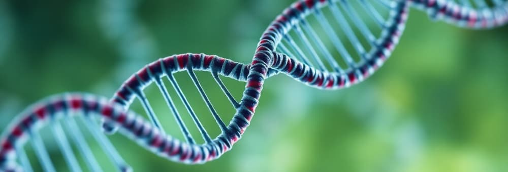 Nucleic Acids: DNA and RNA Structure
