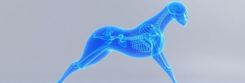 Spine