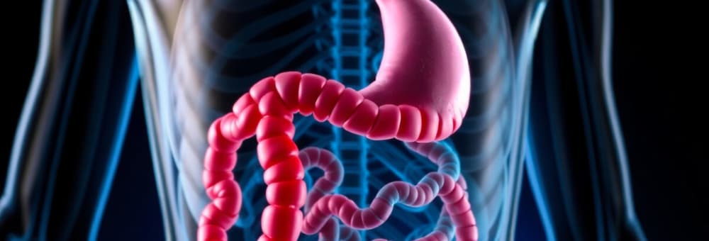 Digestive System Overview
