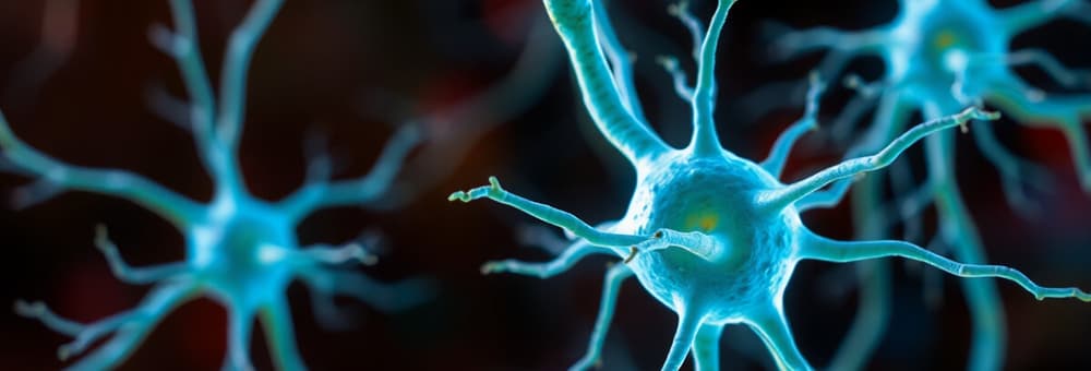 Animal Nervous Systems