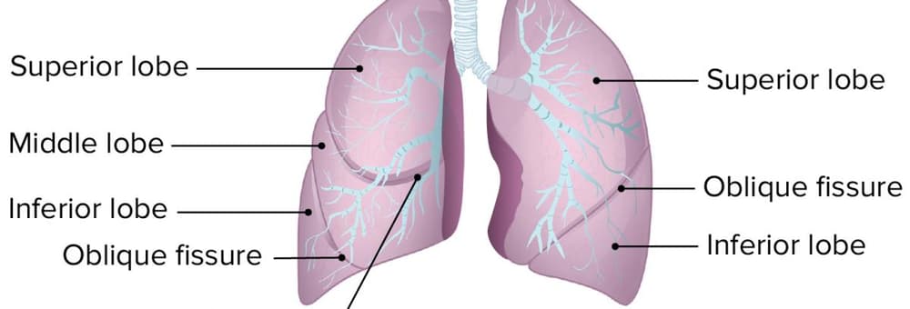Chapter 23- Respiratory System