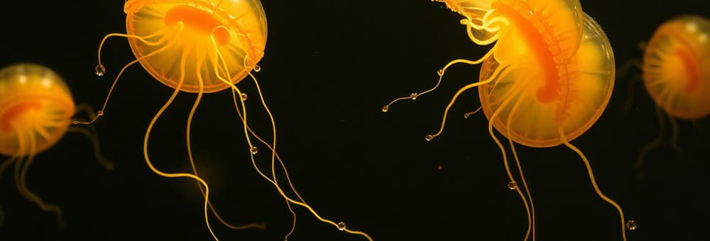 Flagellaten en Giardia lamblia
