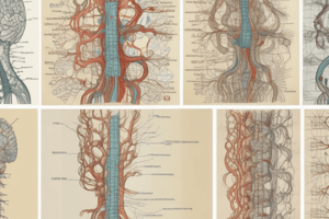 Spinal Cord Functions