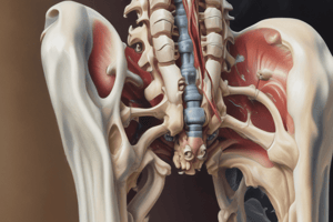 Anatomy of the Sacroiliac Joint