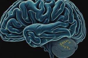 Neuroscience Quiz on Brain Structures and Functions