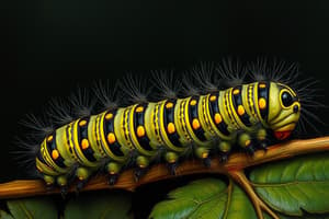 Caterpillar and Trap Classification Flashcards