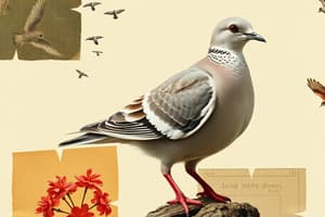 White-Winged Dove Biology Overview