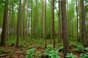 Fundamentos del Derecho sobre Materiales Forestales