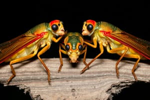 Cicada Broods XIII & XIX Emerge in the US