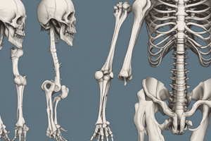 Femur Bone Structure and Function