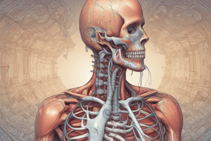 Respiratory System Anatomy and Airway Compromise