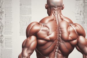 Muscle Structure and Contraction