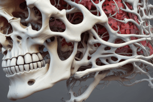 Bone Anatomy: Diaphysis, Epiphyses, and Metaphyses