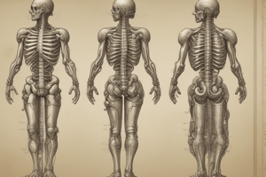 Vertebral Column: Structure and Function