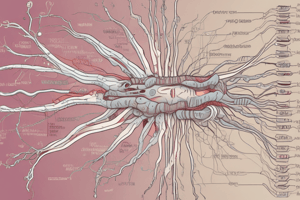 Autonomic Nervous System Structure