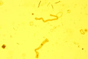 Microbial Fermentation Paths and Applications