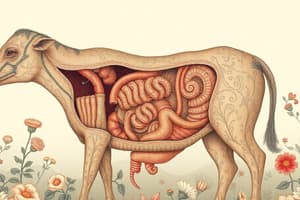 Digestive System Overview Quiz