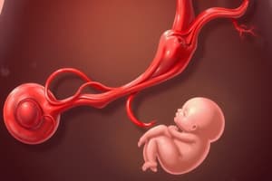 Circulación Fetal: Cordón Umbilical y Flujo Sanguíneo