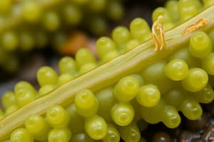 Sexual Reproduction in Fucus