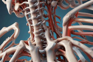 Ligamentos de la Columna Vertebral