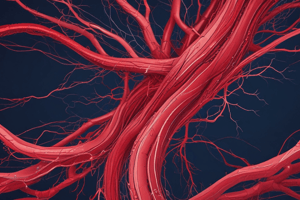 Anatomy of Blood Vessels