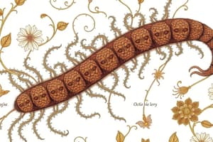 Enterobius Vermicularis: Pinworm Morphology & Life Cycle