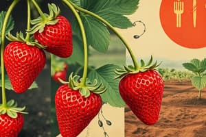 Strawberry Cultivation and Propagation Methods