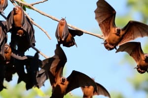 Fruit Bat Migration in Kasanka National Park