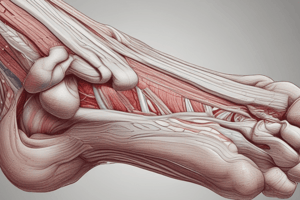 Anatomy: Muscles of the Foot