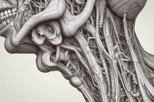 Human Anatomy Lec5: The Oral Cavity