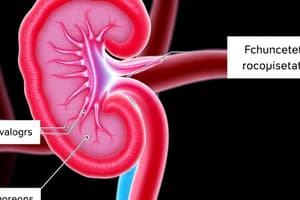 Nephron Segments and Reabsorption Mechanisms