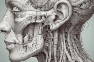 Anatomy of the Ear