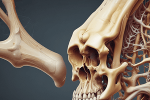 Bone Structure and Types of Spongy Bone