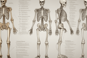 APPENDICULAR SKELETON