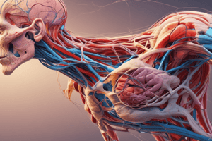 Musculocutaneous and Radial Nerve Anatomy