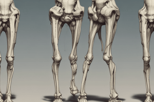 Anatomie de l'Os Femur