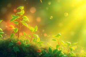 Photosynthesis and the Calvin Cycle Quiz