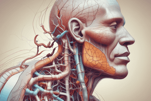 Human Respiratory System