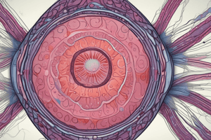 Anatomy of the Testicle and Spermatogenesis