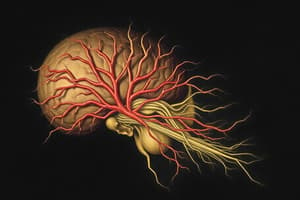 Cranial Nerves Overview