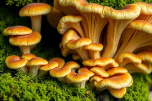 Houby (Fungi) - Stručný přehled