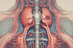 Renal and Urologic System: Functions and Anatomy