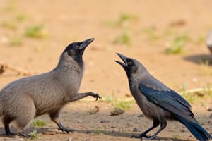 The Animals' Encounter: Crow, Mongoose, Myna