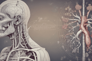 Anatomy of the Respiratory System