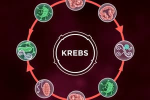 Ciclo de Krebs