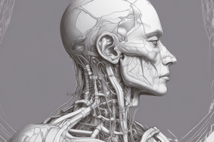 Neck Anatomy: Triangles and Muscles