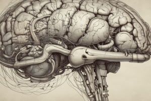 Anatomy of the Brain and Venous Sinuses