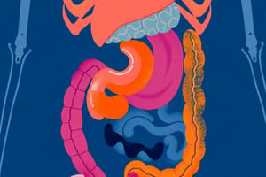 Digestive System Overview