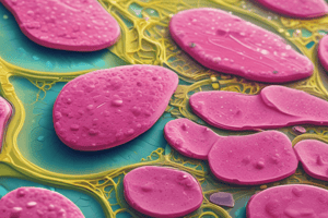 Single Layer Squamous Epithelium Quiz