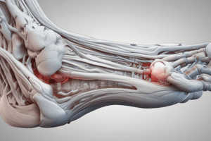 Biomechanics of the Ankle and Foot